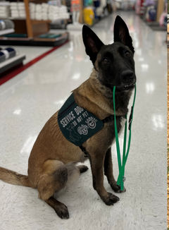Silco doing his service dog job with his thin multi-function leash