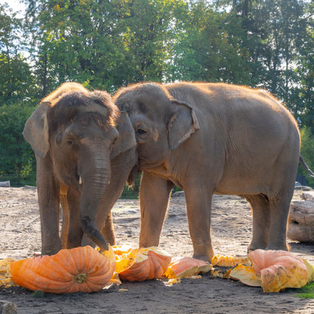 Squishin’ Accomplished, Pumpkins Demolished