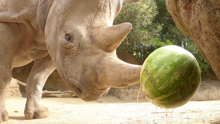 Juicy news: Zoo celebrates Watermelon Day