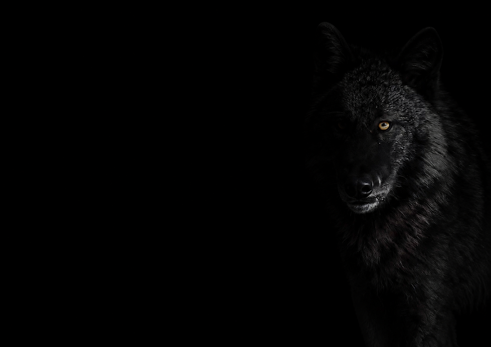 BLACK-WOLF-DIGITAL-wolf-hero-A4-landscape.png