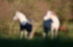 poney_ecuries_du_petit_bois_plaintel_bre