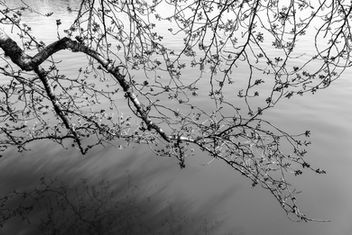 Black and white photo of a flowering tree branch floating above a lake.