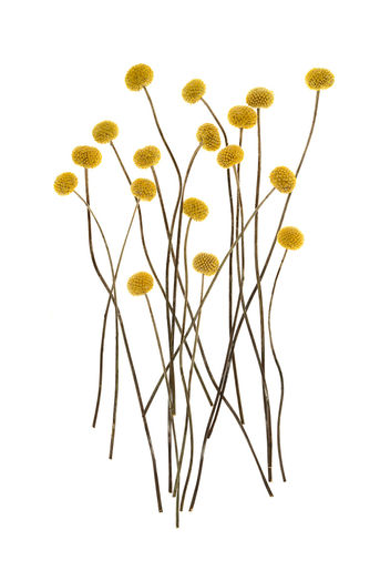 Craspedia plant is wiggling and moving. 