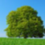 Free-Tree-Planting-With-National-Trust--1024x1024.jpeg