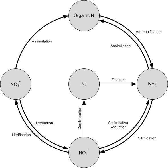 Nitrogen Cycle...
