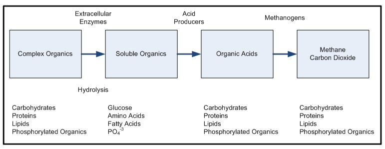 anaerobic digestion pathway