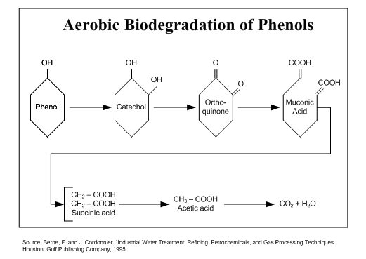 Phenol Biodegradation