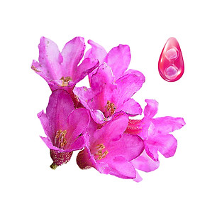 FLOR.jpg