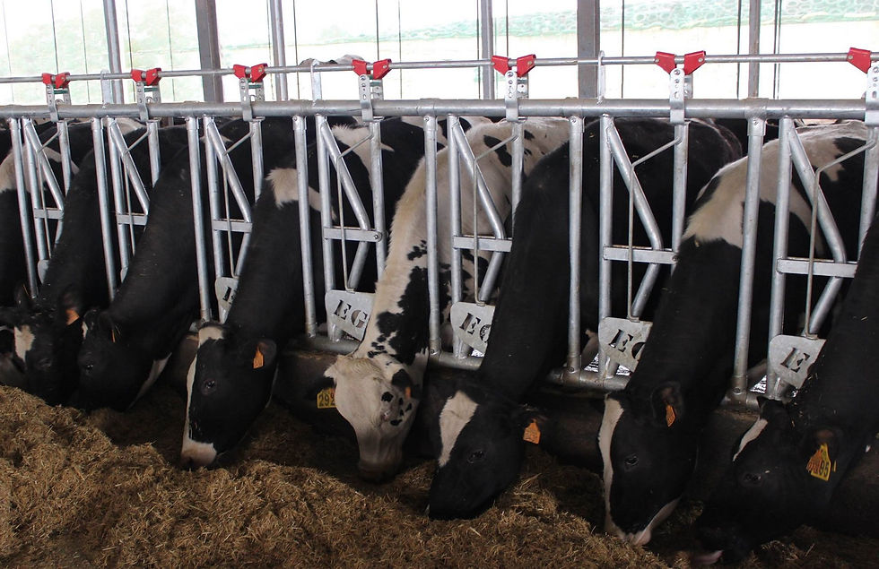 Miniatura: Vista de vacas en cornadiza EG