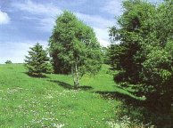 Bergwiese