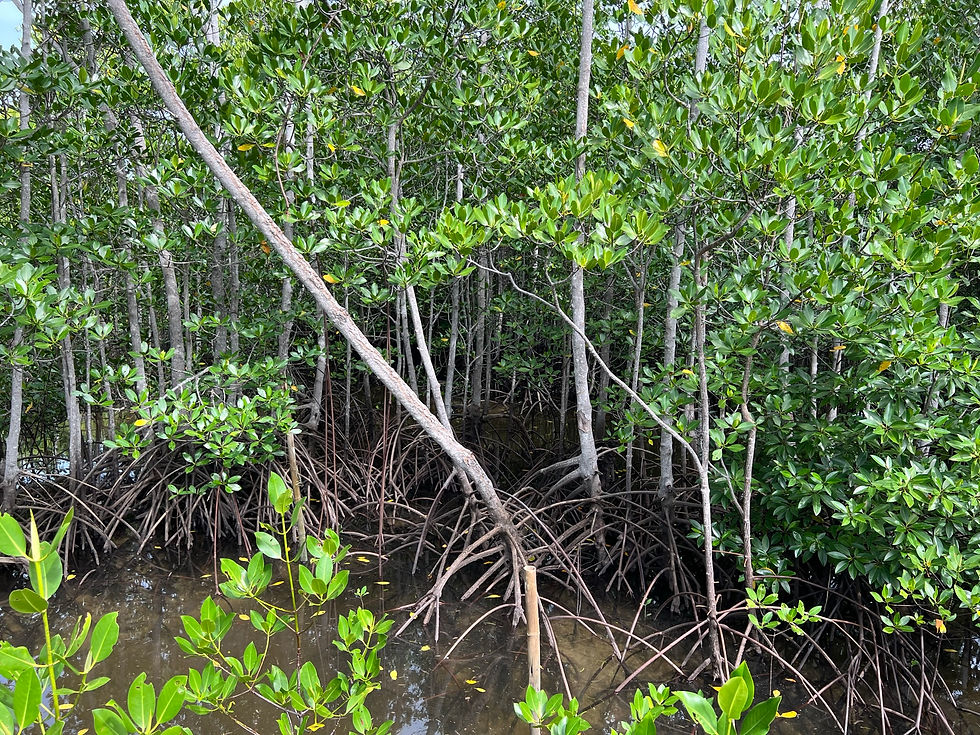 Mangrove Park