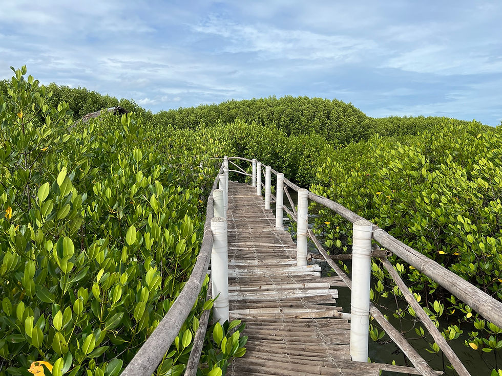 Mangrove Park