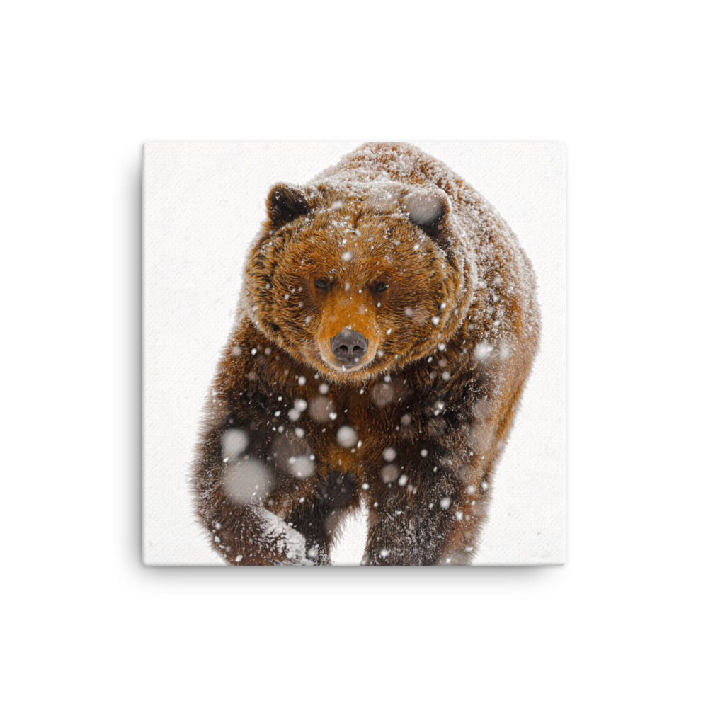 Untamed beauty: Brown bear's confident steps leave an impression on the snow-covered ground