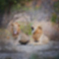 pair of lions.jpeg
