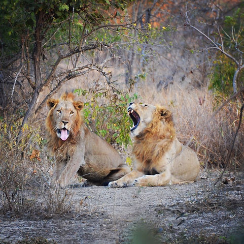 pair of lions.jpeg