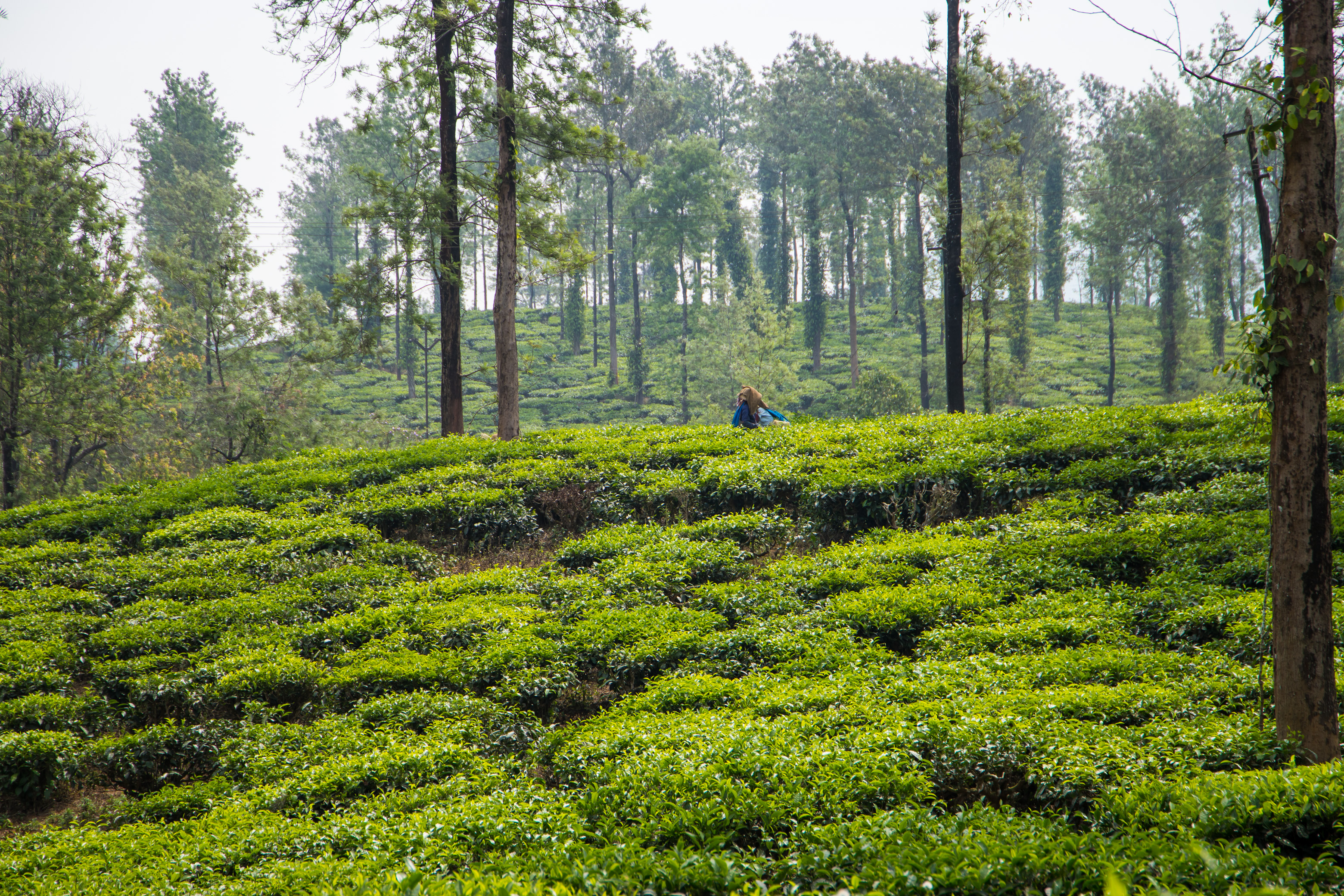 Land of Tea