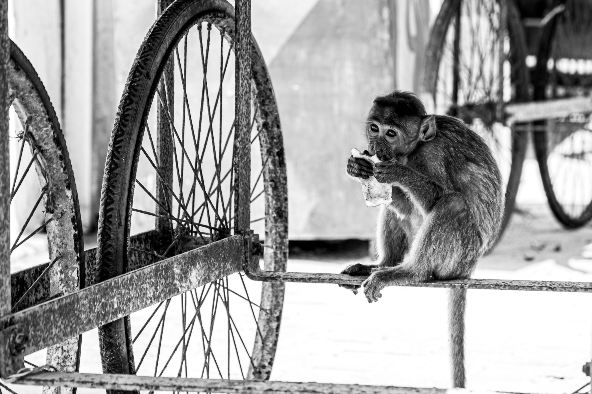 Monkey See Monkey Do