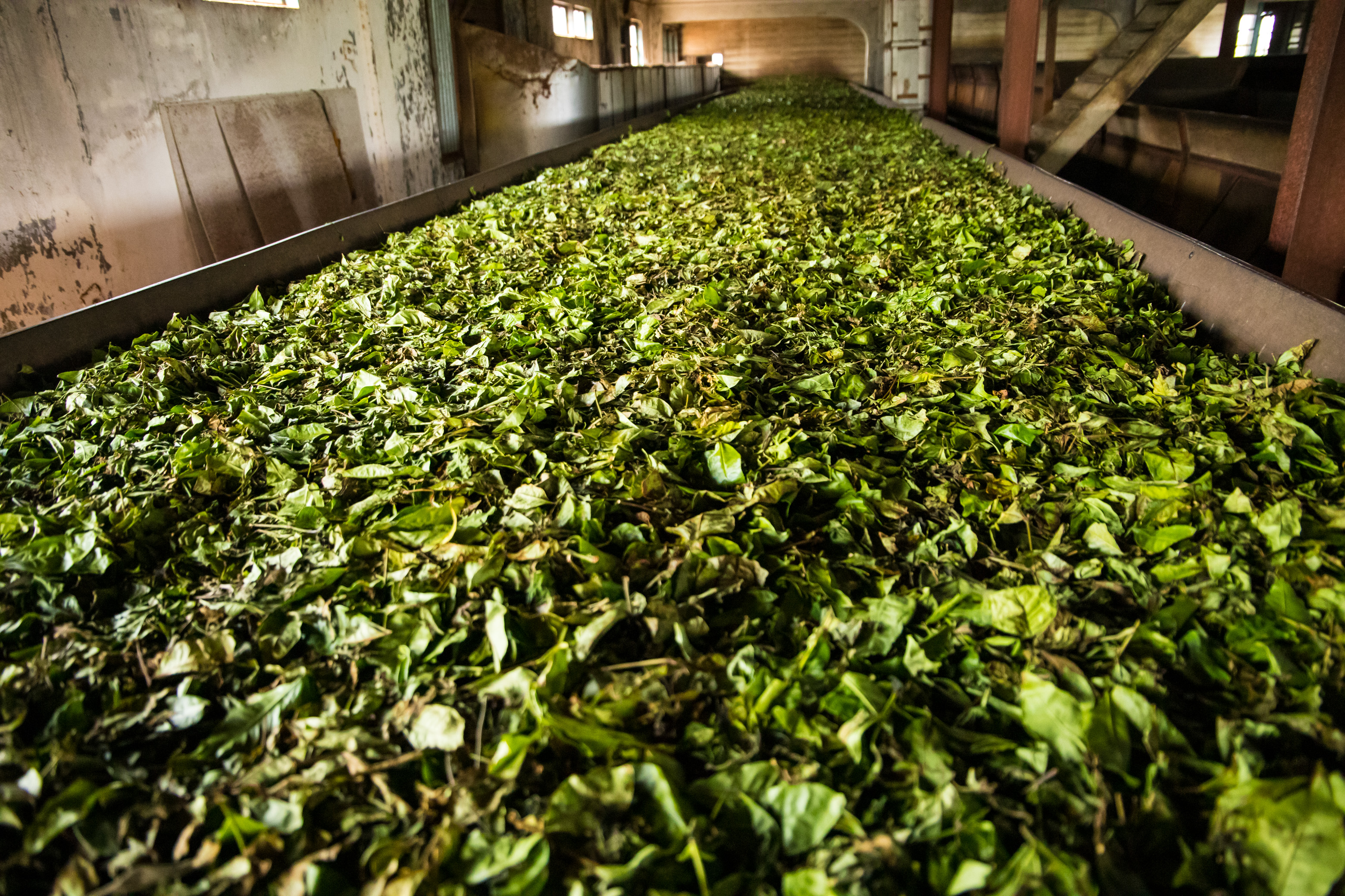 Tea Leaves Drying Phase 1