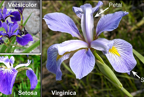 irir_flowers.png
