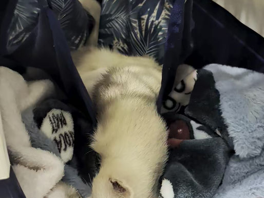 動物也會做夢嗎？
