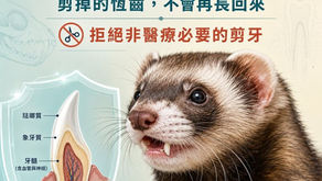 犬齒不是裝飾品:剪斷之後,不會自己長回來