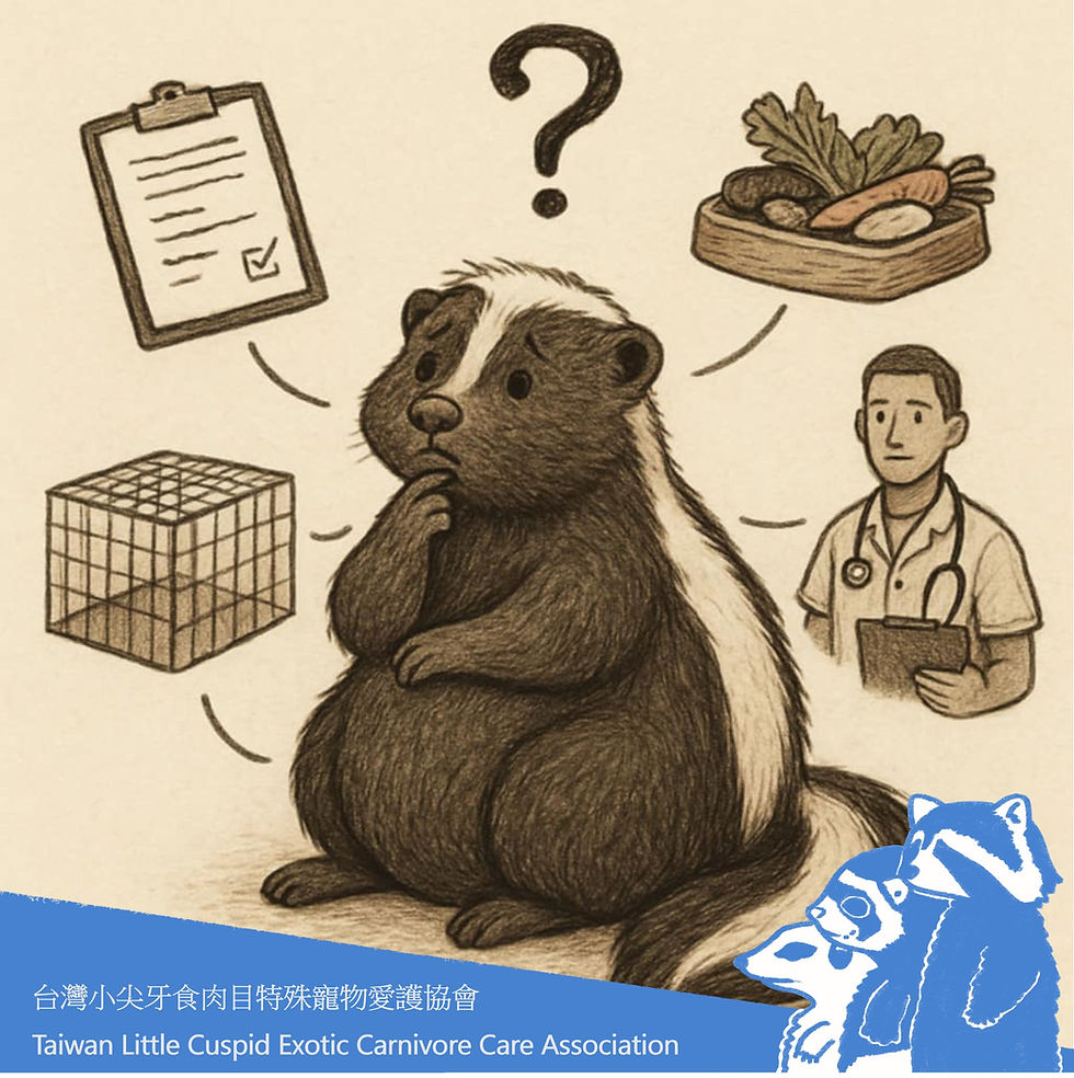 寵物臭鼬現身台灣，你準備好迎接牠了嗎？