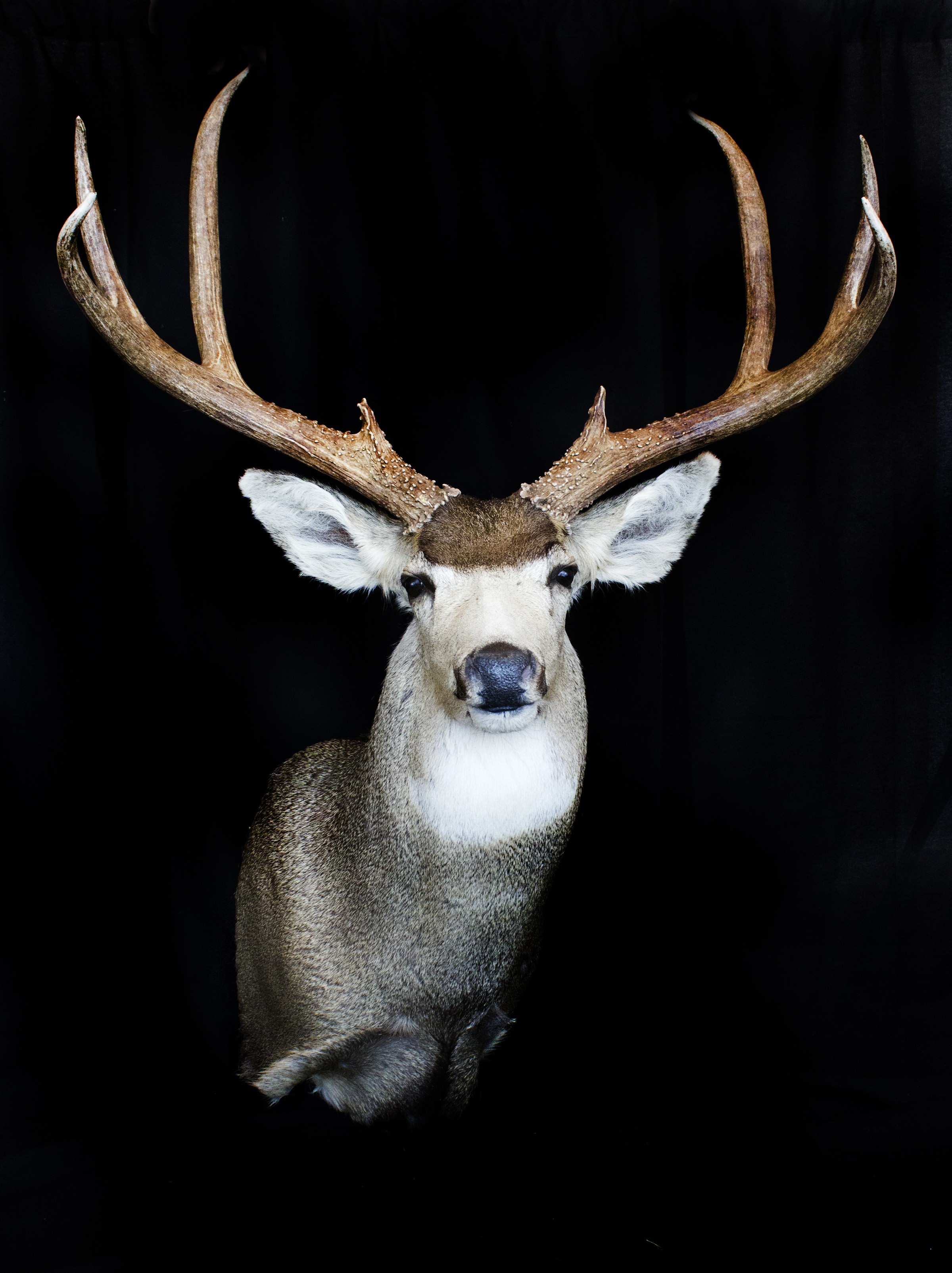 TX Mule Deer