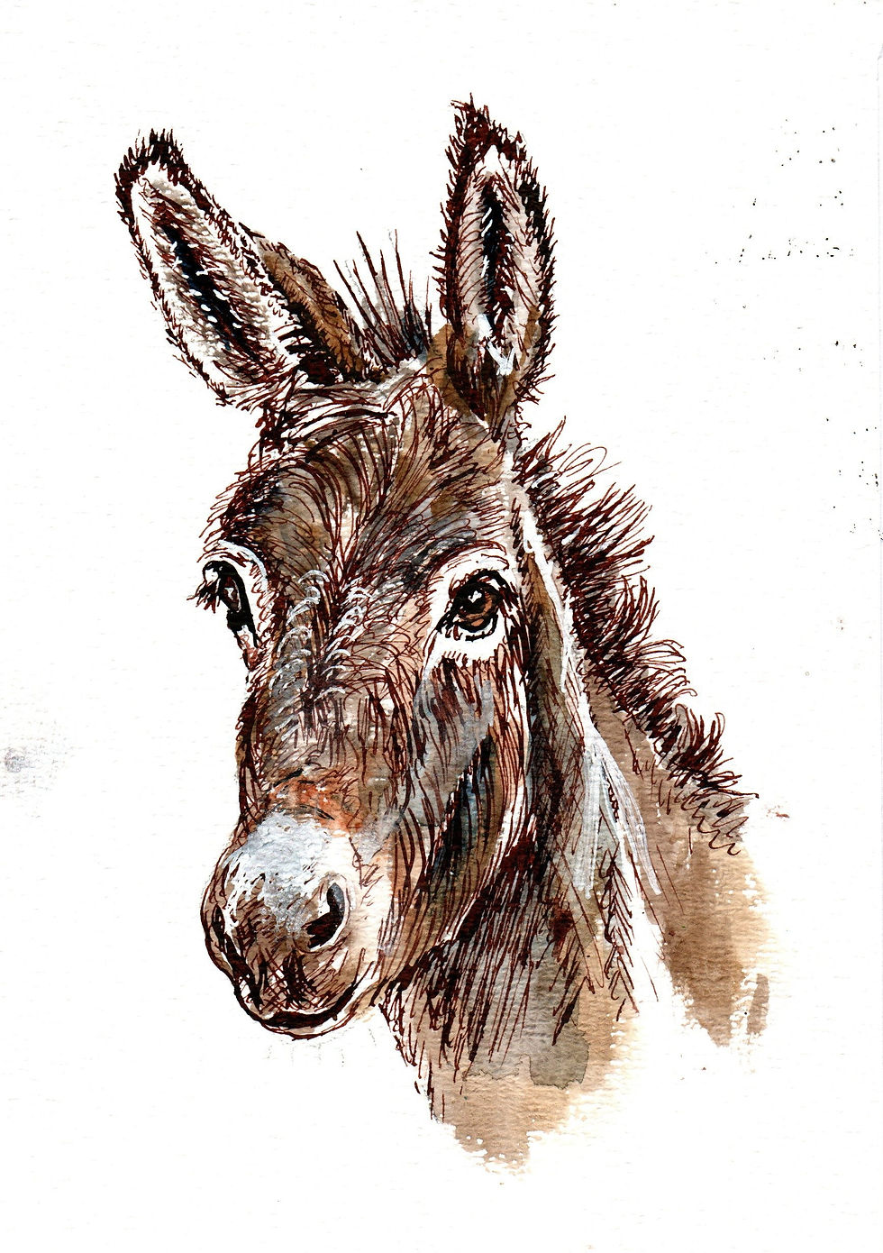 Donkey (A5, ink, w-c)