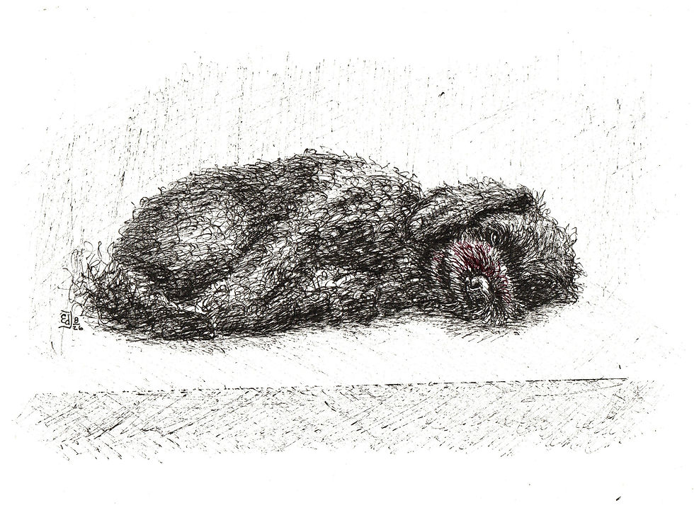 Murphy (sleep) 2026 