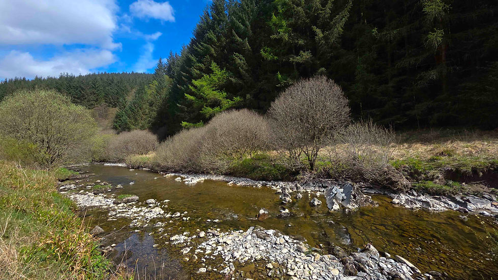 View from my sunny river seat (note how few leaves there are on the trees around here still, despite the sunshine (today)