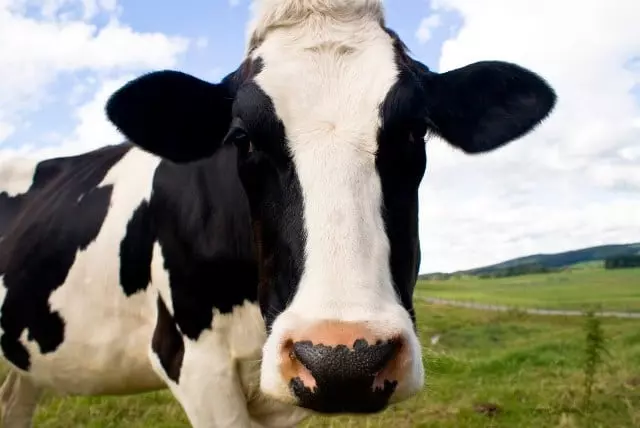 um pasto e uma vaca preto e branca, com um céu azul de fundo.