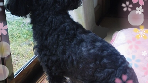 我が家のアイドル