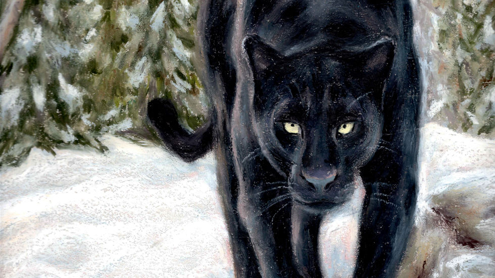 The presence of a black panther : Work Process