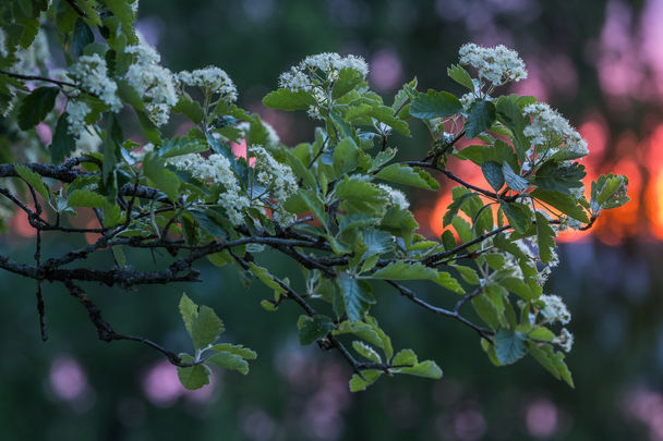 Oxel i morgonljus. Ydre, Östergötland