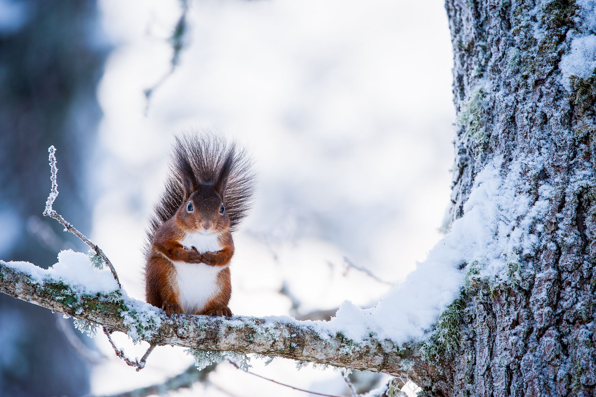 Ekorre - Canvastavla 60x40 cm