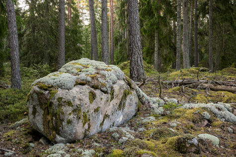 Stormyr-Brännans naturreservat, Kosta