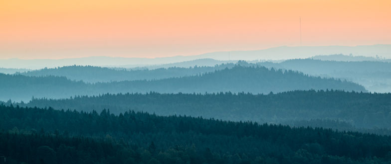 Skogshorisonter
