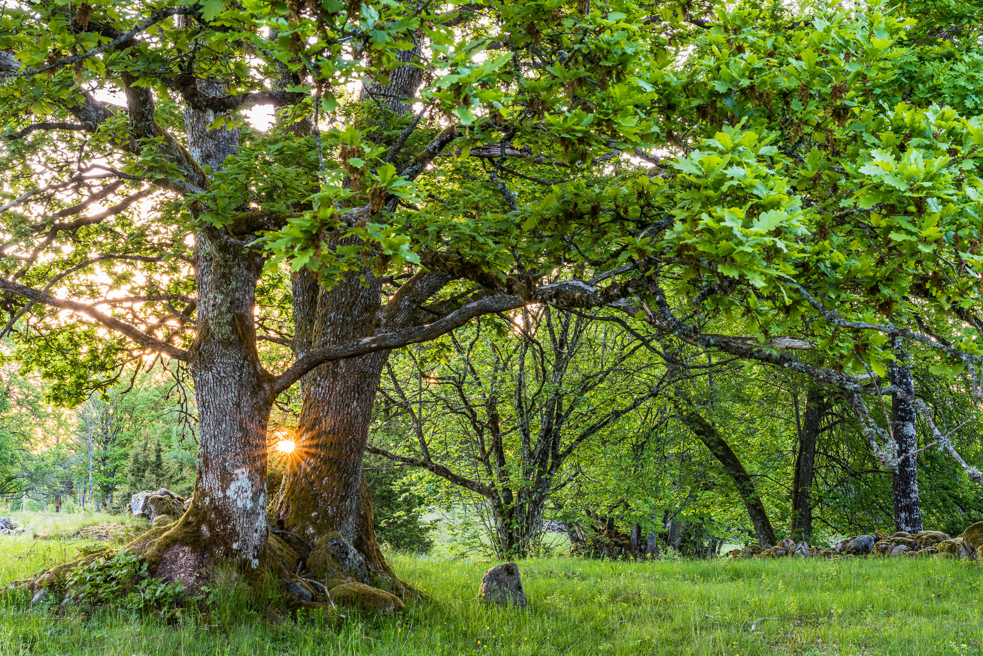 Canvastavla 60x40 cm