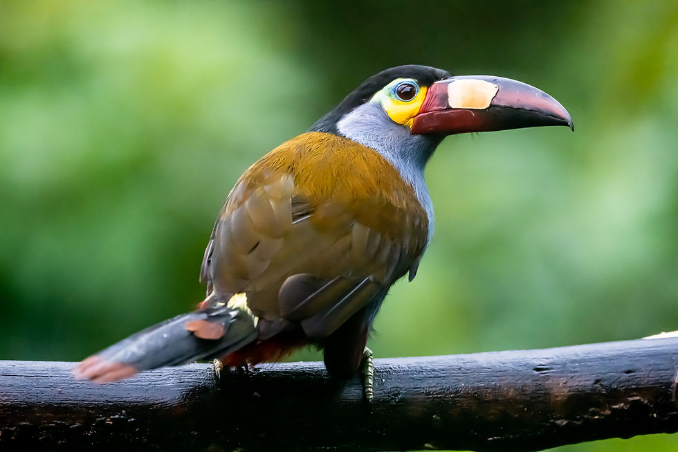 Tukan, Ecuador
