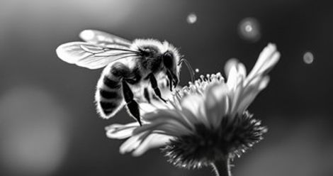 StockCake-Bee_Meets_Blossom-4231394-small.jpg