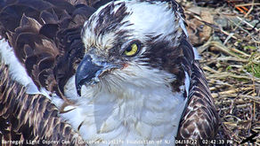 Real Ospreys of New Jersey