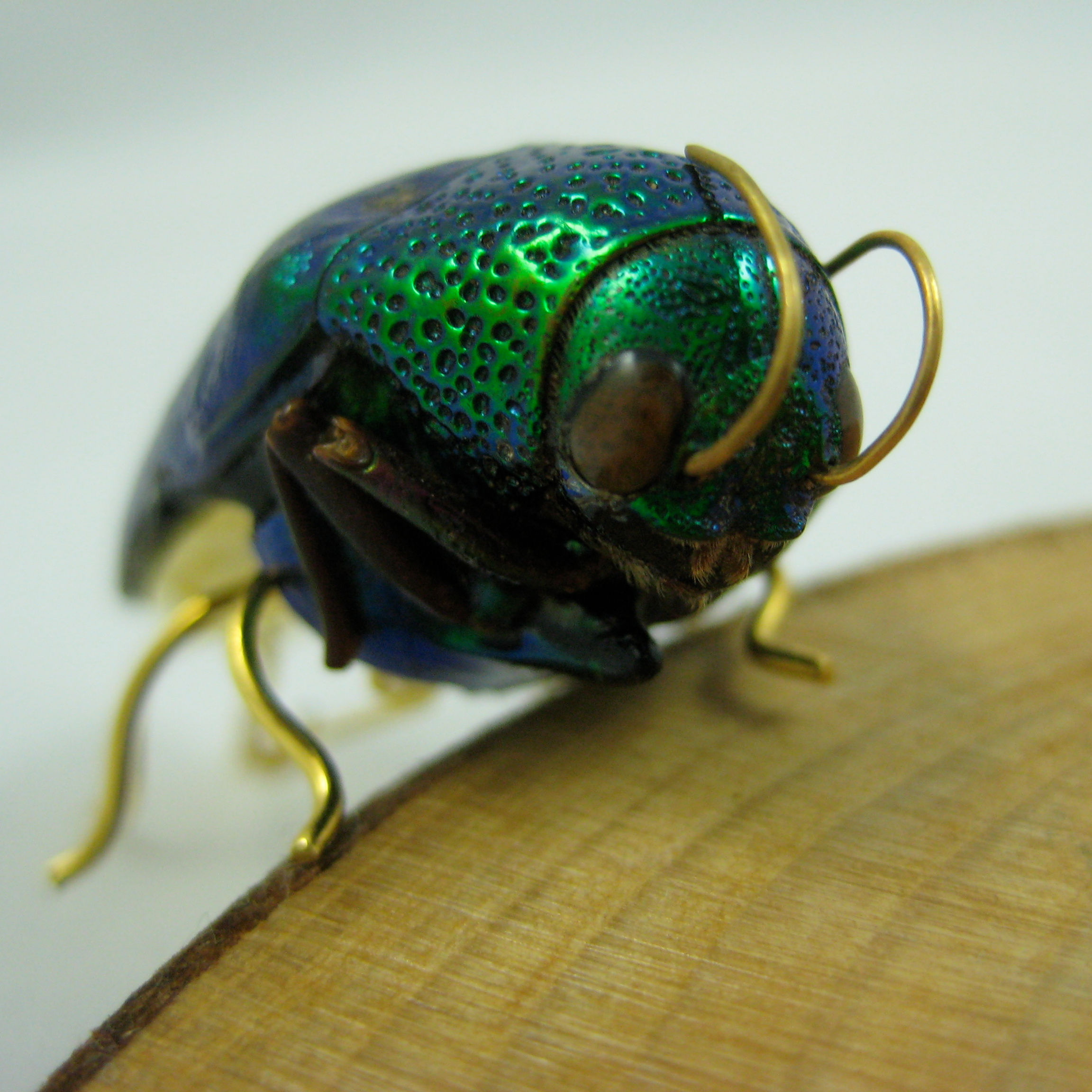 Real jewel Beetle Pin