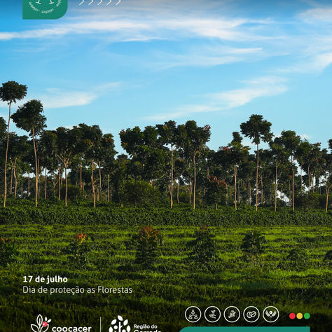 No Dia de Proteção às Florestas a Coocacer reforça compromisso com a preservação ambiental por meio de ações concretas