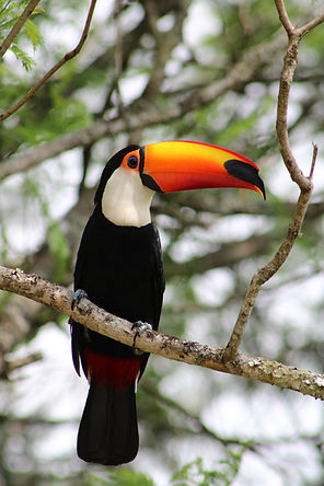 tucan.jpg