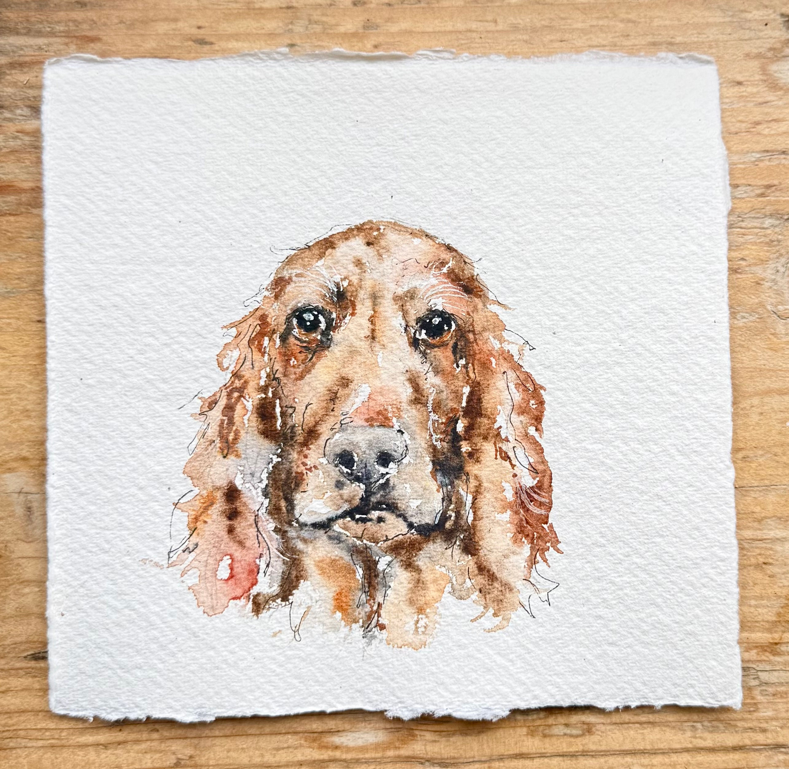 Spaniel Watercolour Painting 