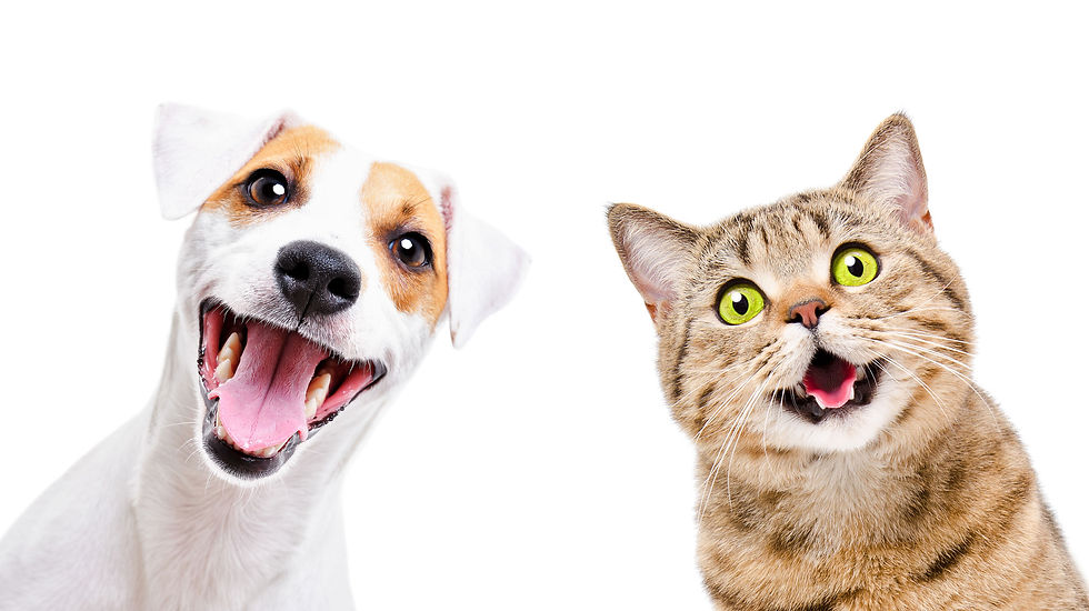 Pets.jpg
