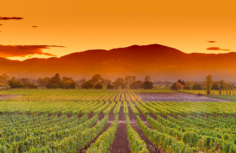 Vineyard at sunset with vibrant orange sky. Green grapevines stretch towards distant mountains, creating a serene and picturesque scene.