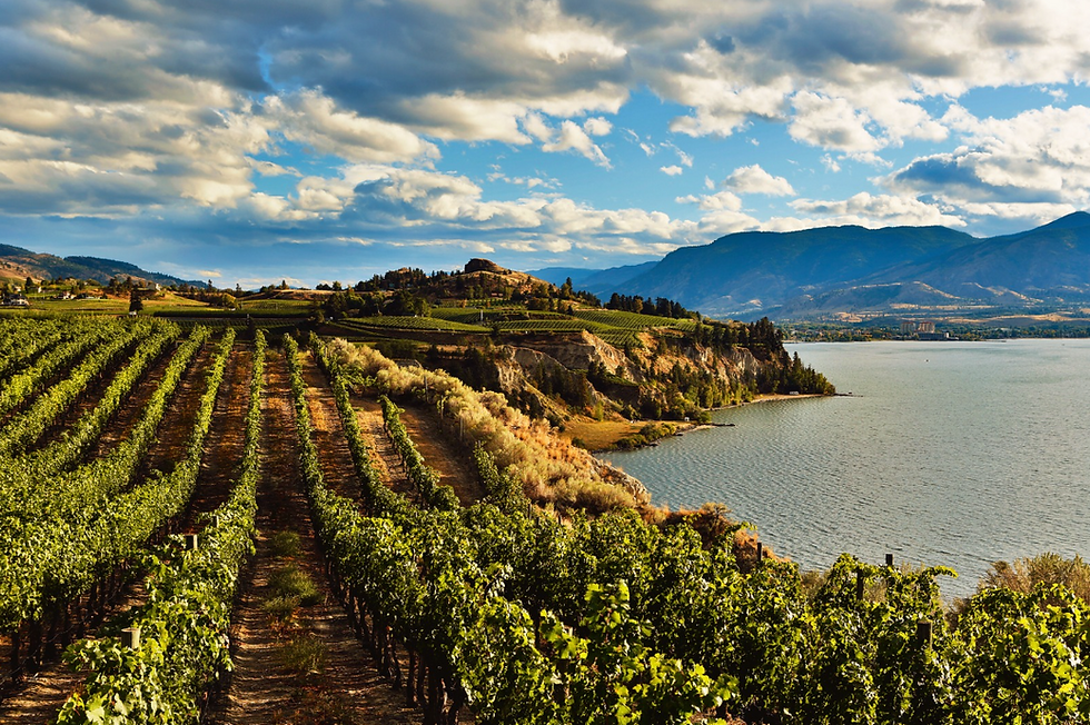 Vineyard by a lake under a blue sky with scattered clouds. Rolling hills and distant mountains create a serene landscape. Lush green vines.