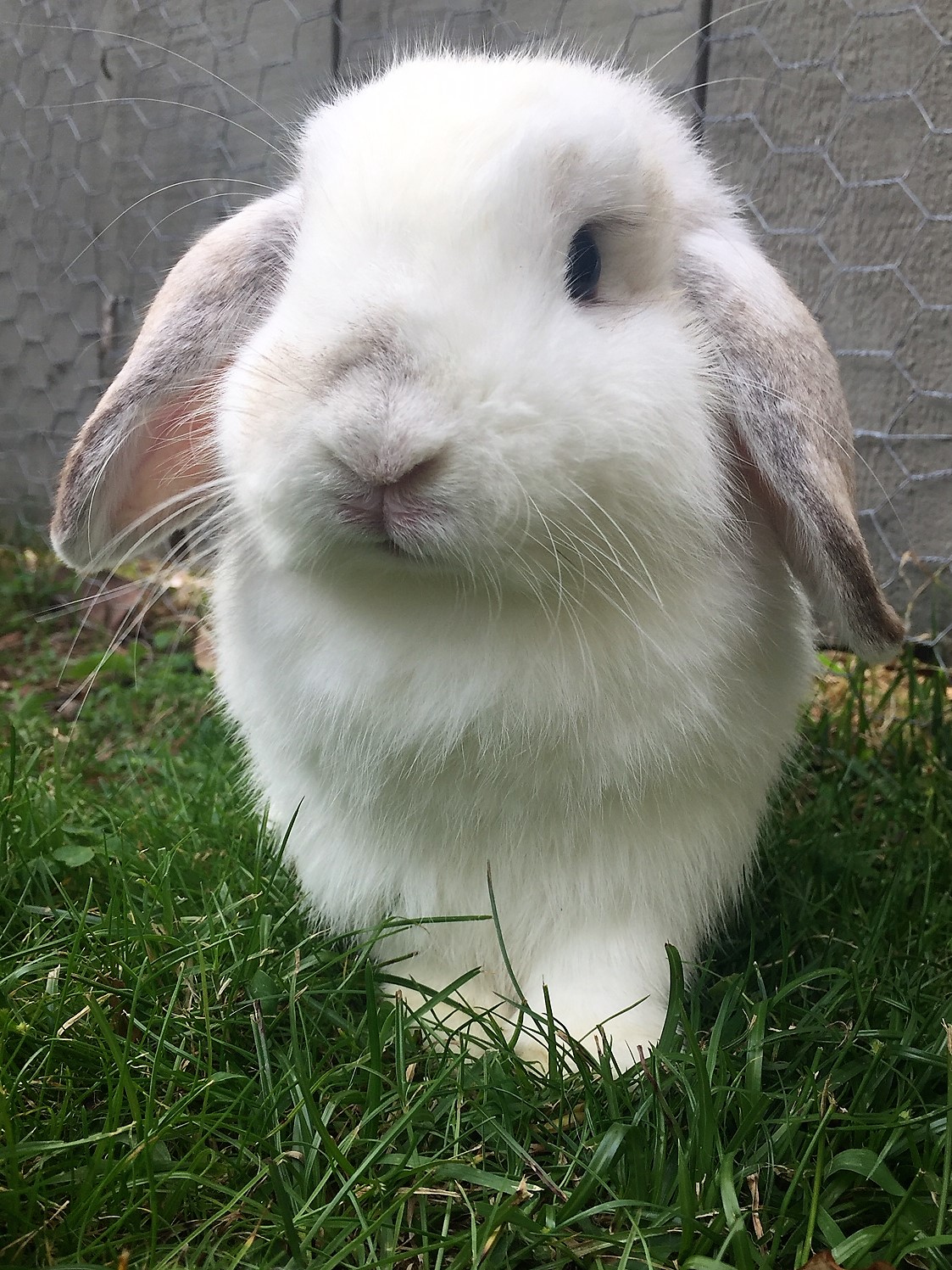 holland lop grey