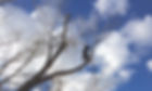 IMG_0898 copy.jpg